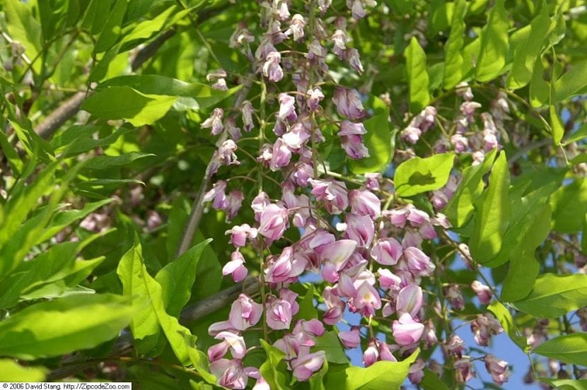 Wisteria floribunda