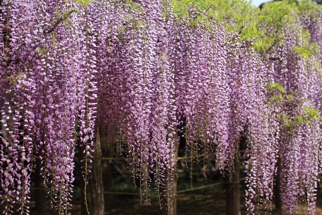 Wisteria floribunda, la glicinia japonesa de racimo largo