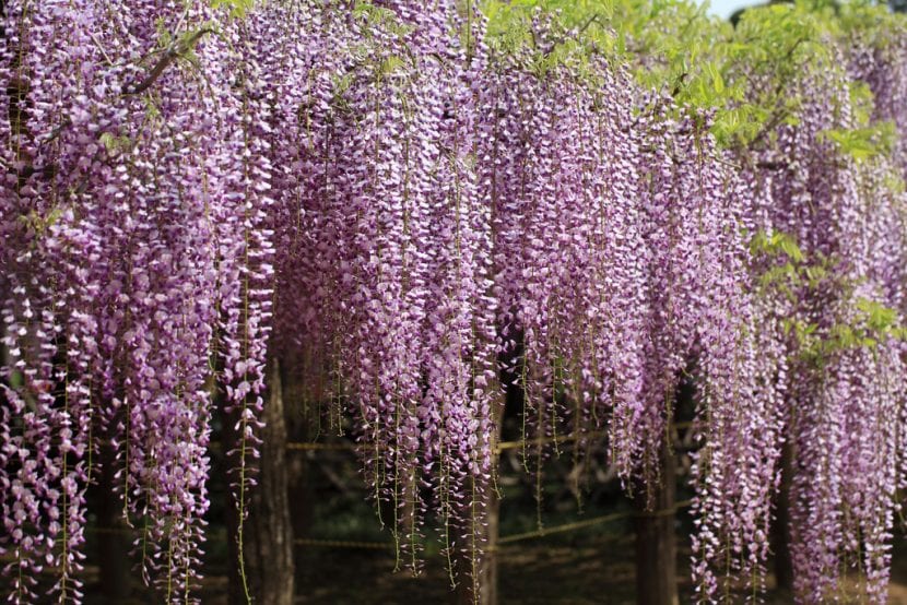 Flores de la Wisteria floribunda