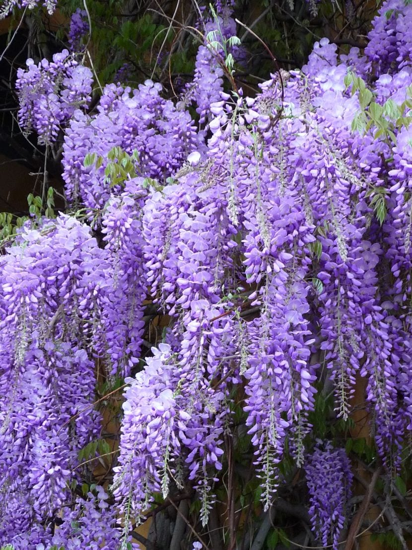 Wisteria sinensis, la glicinia china de cascada limpia