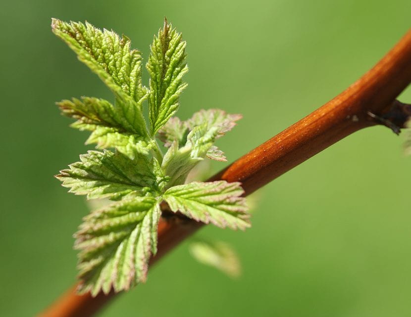 Rubus idaeus