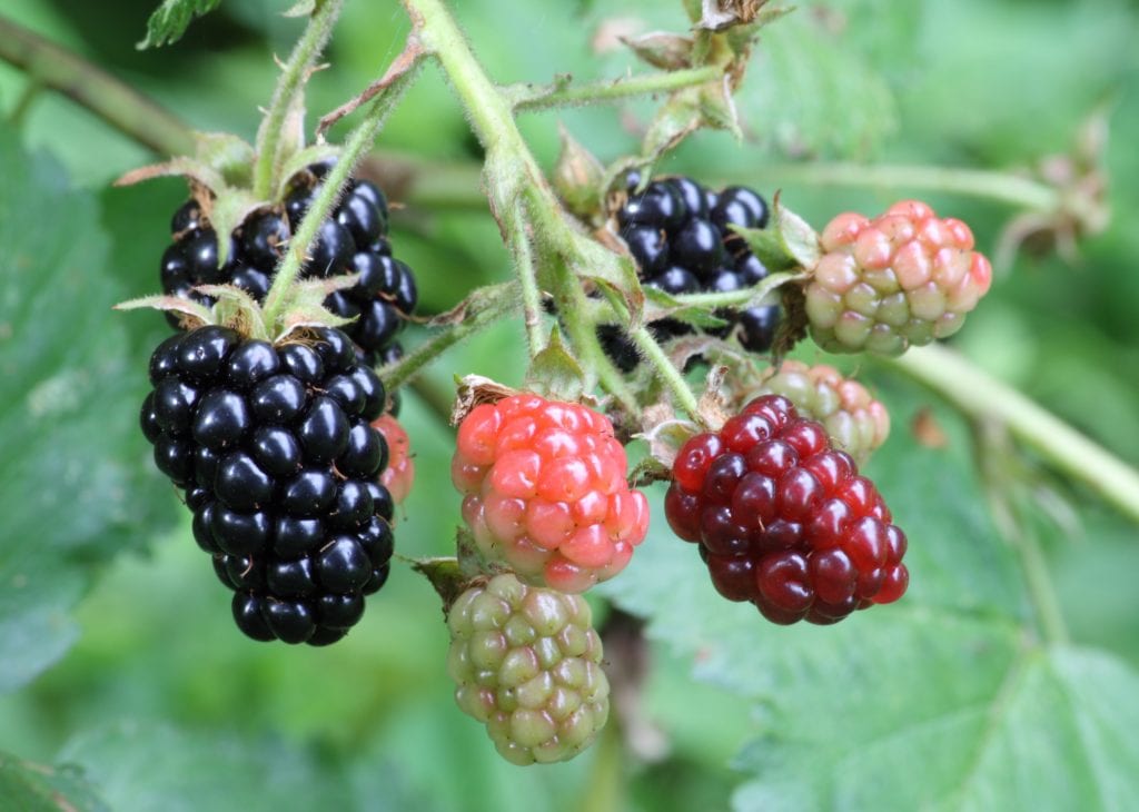 Zarzamora: cultivo del frutal y control de la zarza