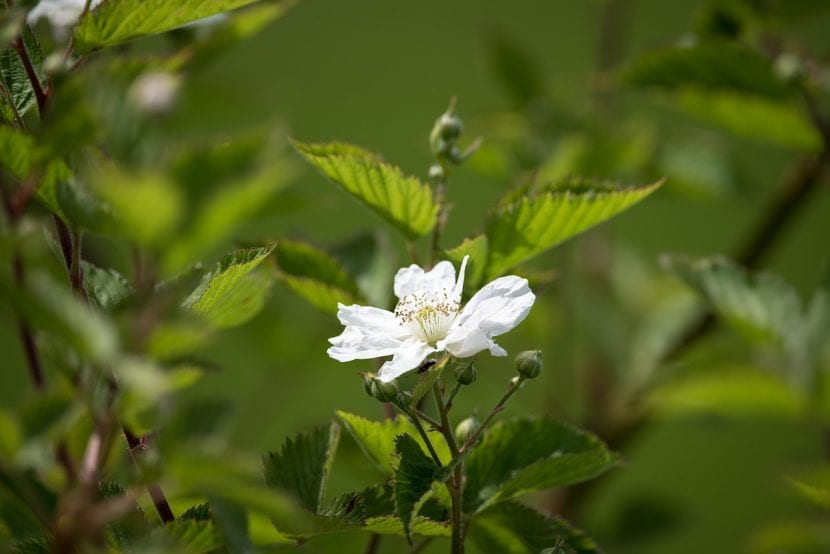 Flor de la zarza