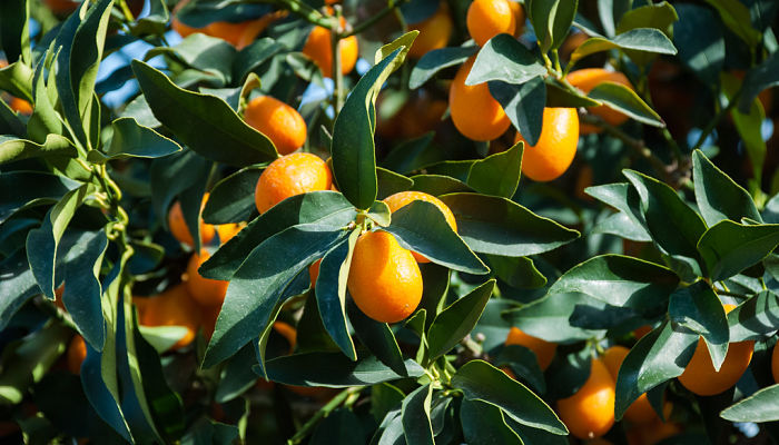 propiedades y beneficios del kumquat