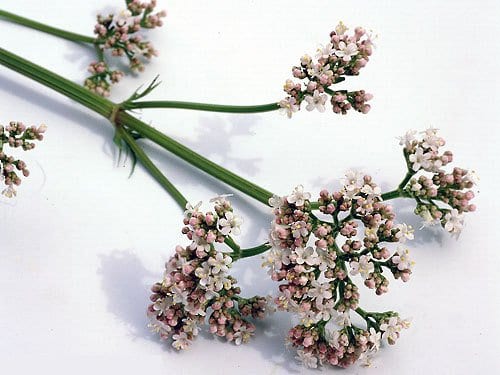 Plantas medicinales: interacciones con medicamentos