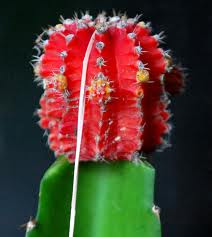 Cactus injertados de tienda: qué son y cuánto duran
