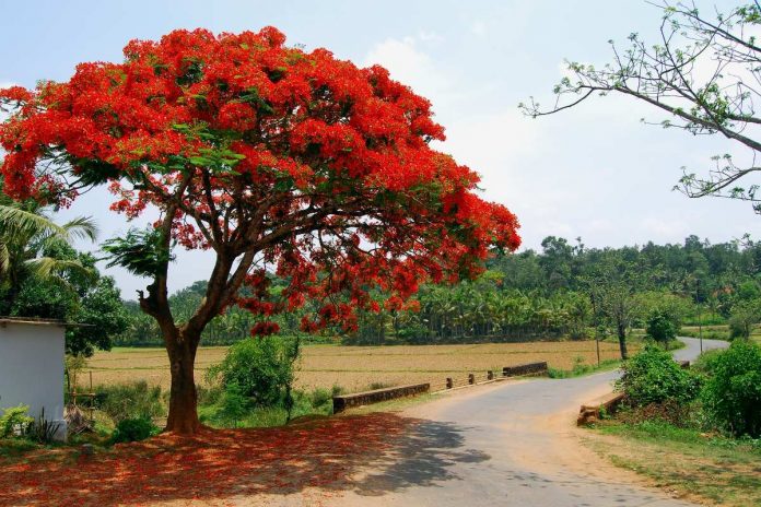 Flamboyán, Delonix regia, en flor junto a una carretera