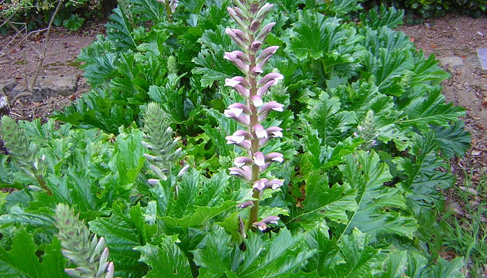 Acanthus Mollis. Origen, Descripción,
Cultivo, Cuidados, Propiedades