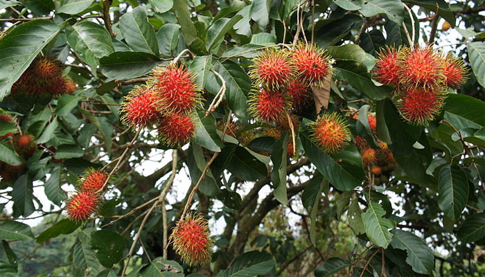 Achotillo (Nephelium lappaceum). Origen,
Variedades, Cultivo, Cuidados Y Usos
