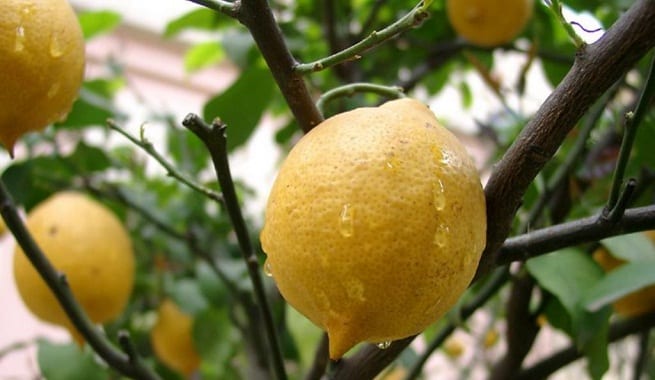 Aclareo de frutas en árboles frutales