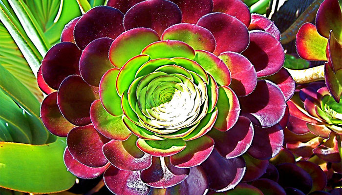 Aeonium. Origen, Descripción,
Variedades, Cultivo, Cuidados Y Usos