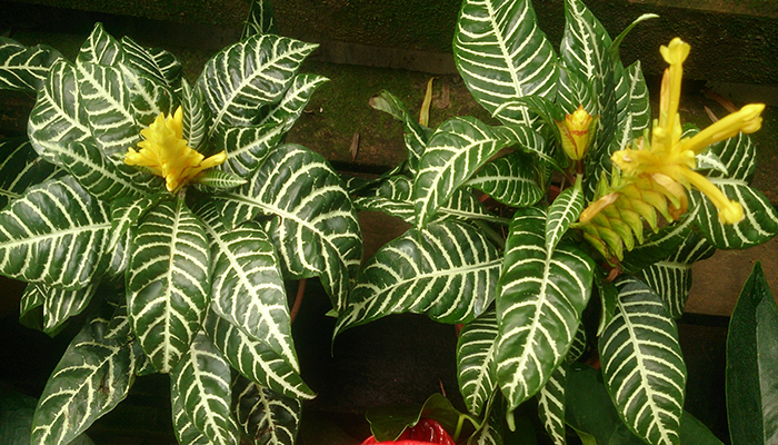 Afelandra (Aphelandra squarrosa)