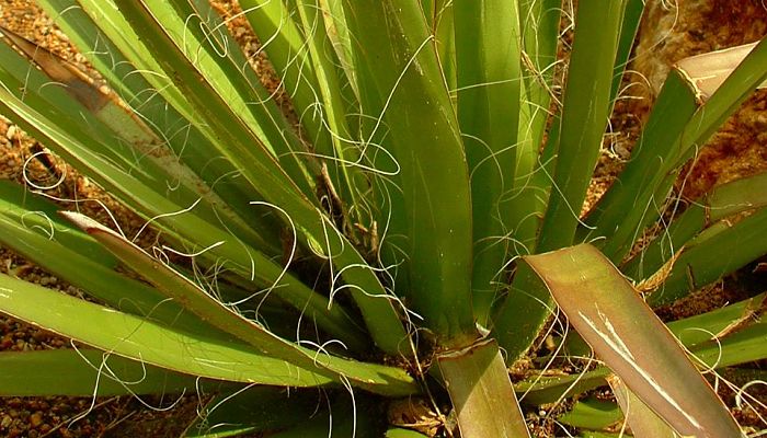 origen del agave filifera