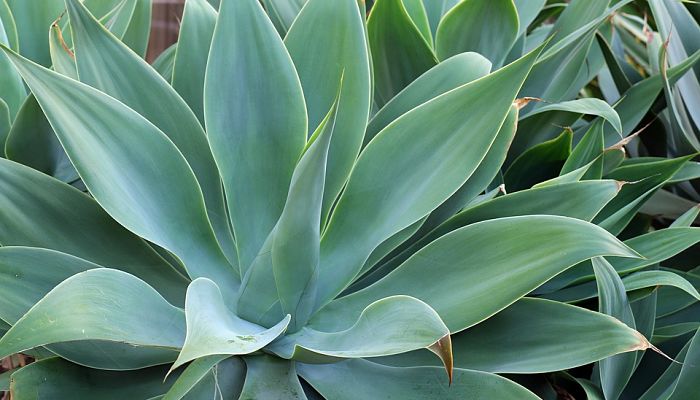 Agave. Origen, Descripción, Cultivo,
Cuidados, Propiedades
