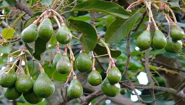 Aguacate. Origen, Descripción,
Variedades, Cultivo, Cuidados Y Usos
