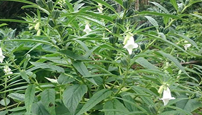 Ajonjolí. Origen, Características,
Variedades, Cultivo, Cuidados Y Usos