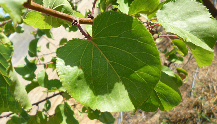 Hojas del árbol de Frutos de Albaricoques 