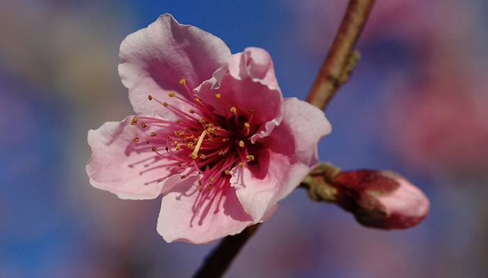 Flor de albaricoque