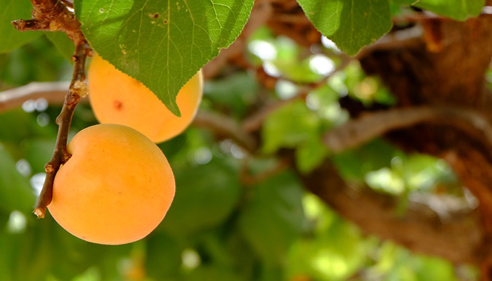 Albaricoques (Prunus armeniaca)