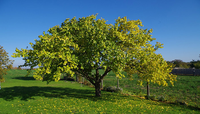 Árbol de Prunus armeniaca