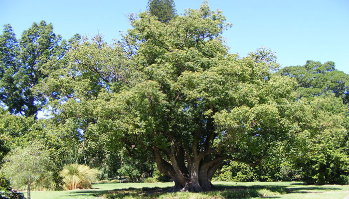 Alcanfor (Cinnamomum camphora)