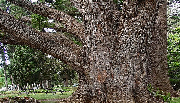 La madera del árbol es muy útil 