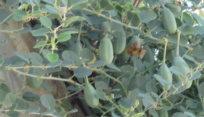 Alcaparrera (Capparis spinosa)