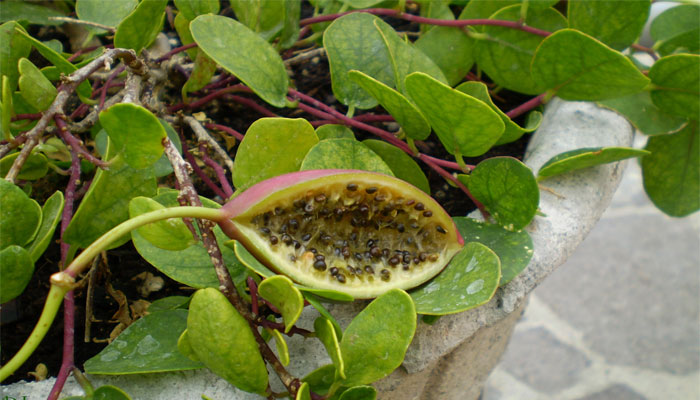 Fruto y semilla