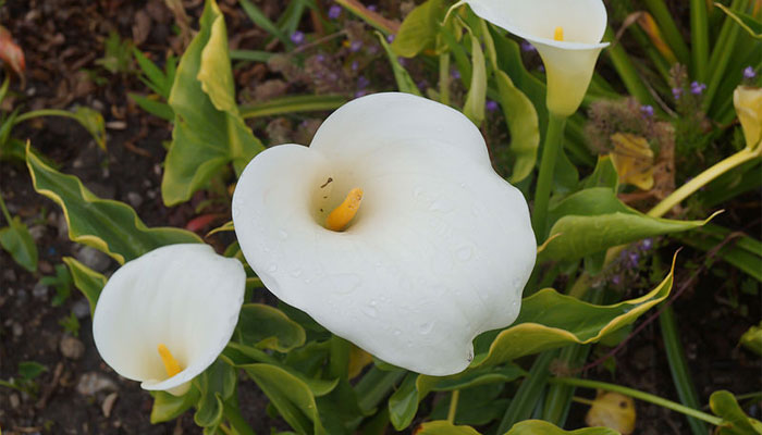 Alcatraz (Zantedeschia aethiopica) 