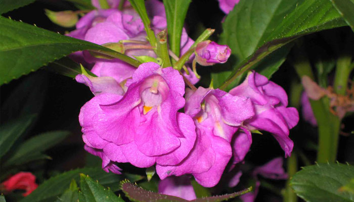 Variedad con flores de color lila