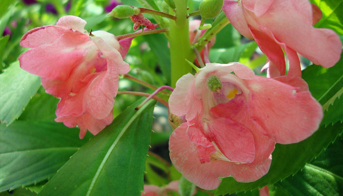 Variedad con flores de color rosa