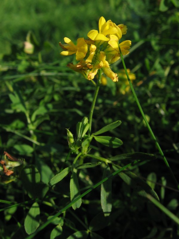 alfalfa