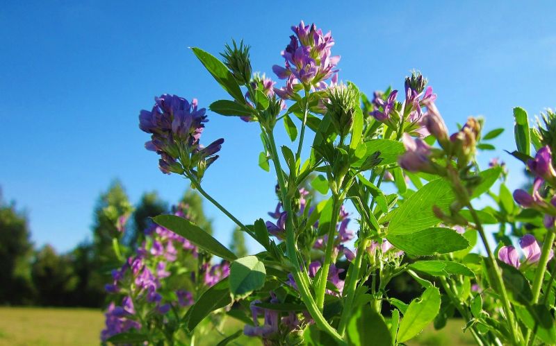 alfalfa