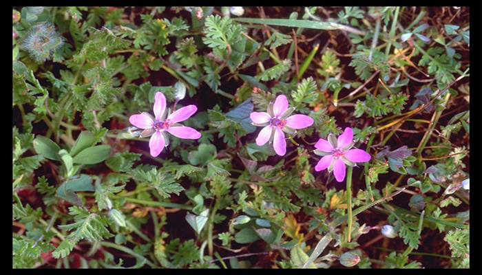 Alfilerillo (Erodium cicutarium)