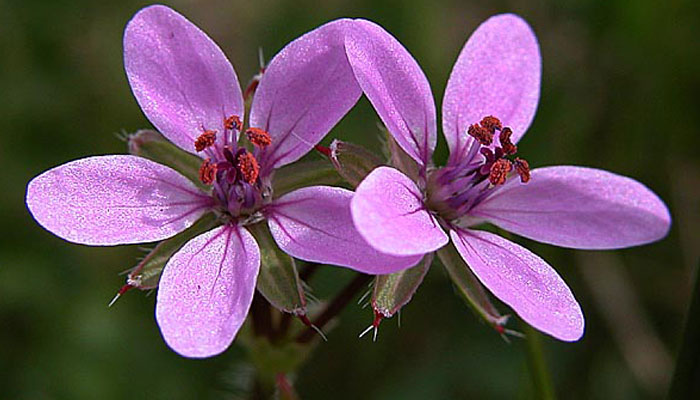 Flores del Alfilerillo