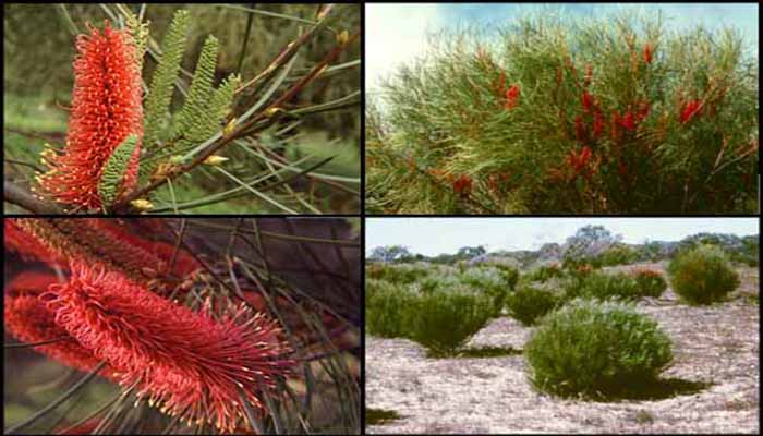 Hakea Bucculenta