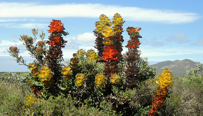 Hakea Victoria