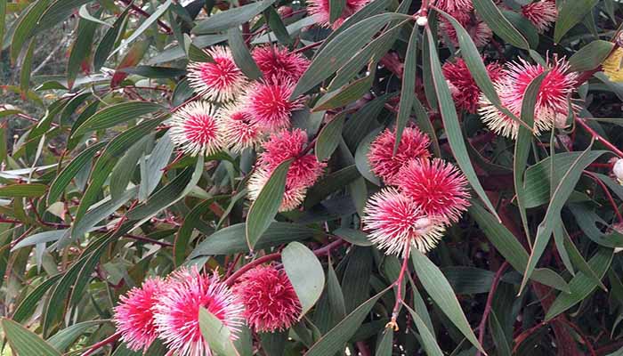 Alfiletero Hakea Laurina