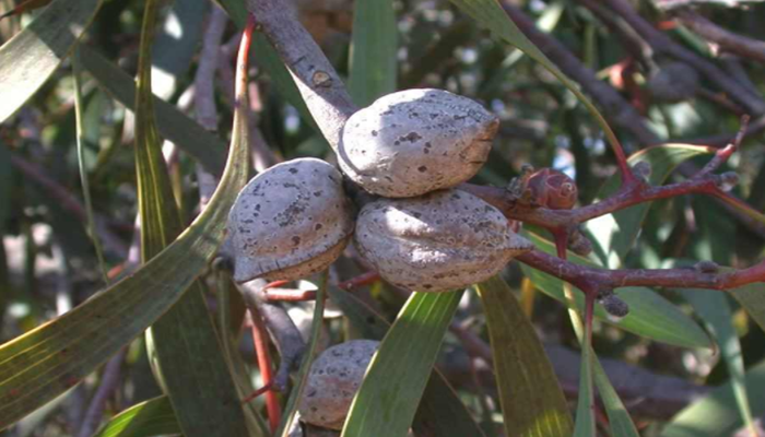 hakea Laurina fruto maduro