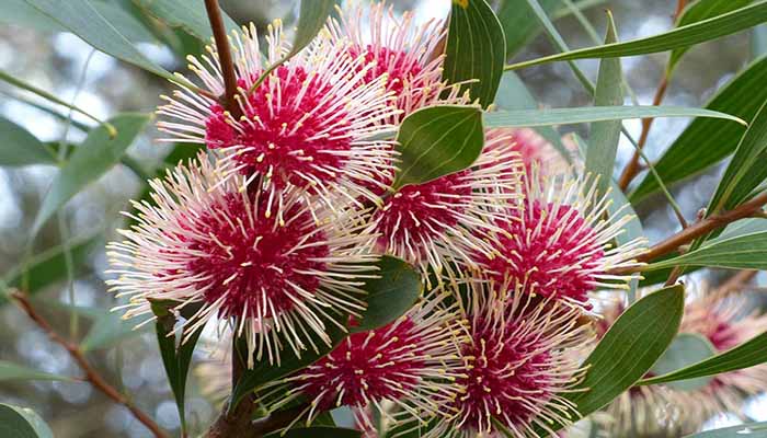 Alfiletero (Hakea Laurina)