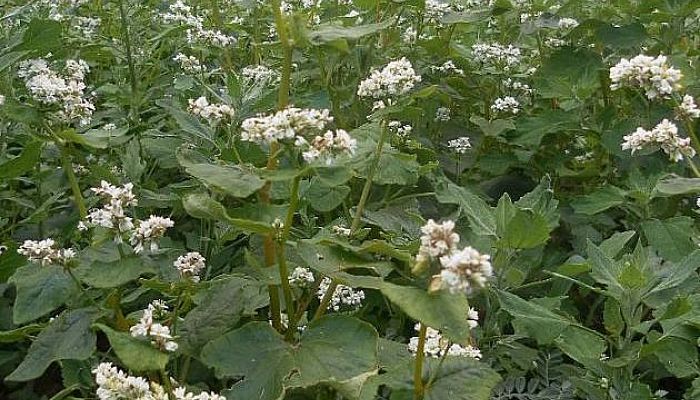 Alforfón. Origen, Descripción, Cultivo,
Cuidados, Propiedades