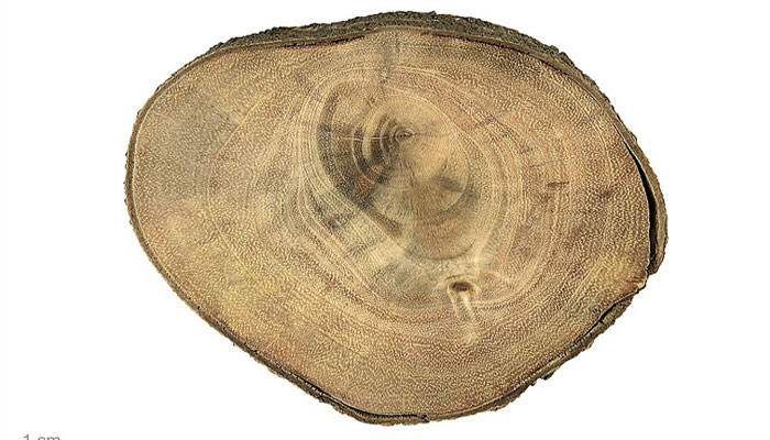 Madera de algarrobo