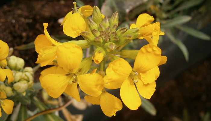 alhelí amarillo