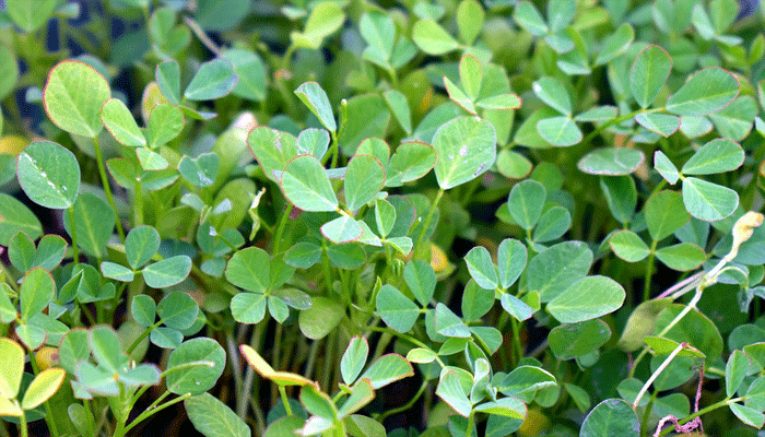 Alholva (Trigonella foenum-graecum L.)