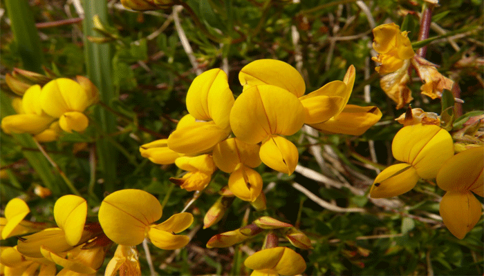 Flores de Fenogreco