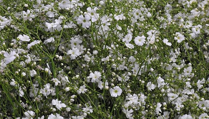 Aliento De Bebe Origen Descripcion Cultivo Cuidados Propiedades Guia Completa 21