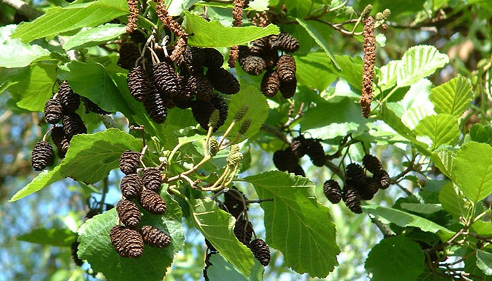 Alnus glutinosa