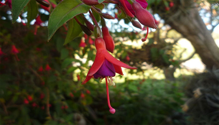 Aljaba (Fucsia magellanica )