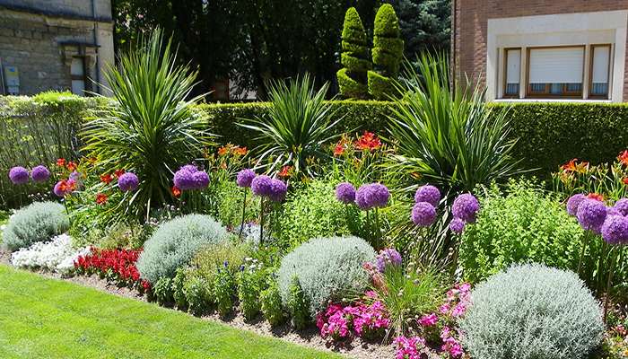 Jardín con flores de Allium