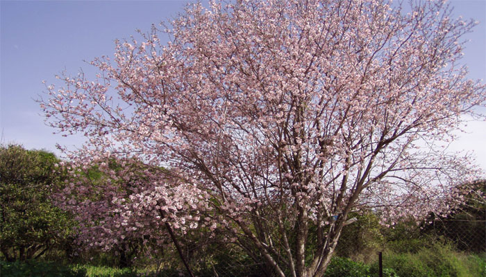 Almendro (Prunus dulcis)